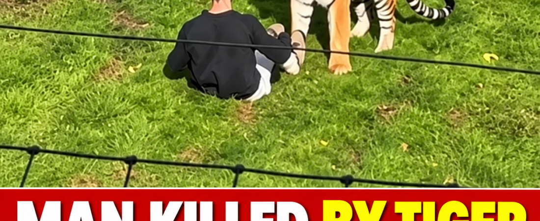 Man Killed by Tiger at UK Zoo in Yorkshire as Gunshots Ring Out