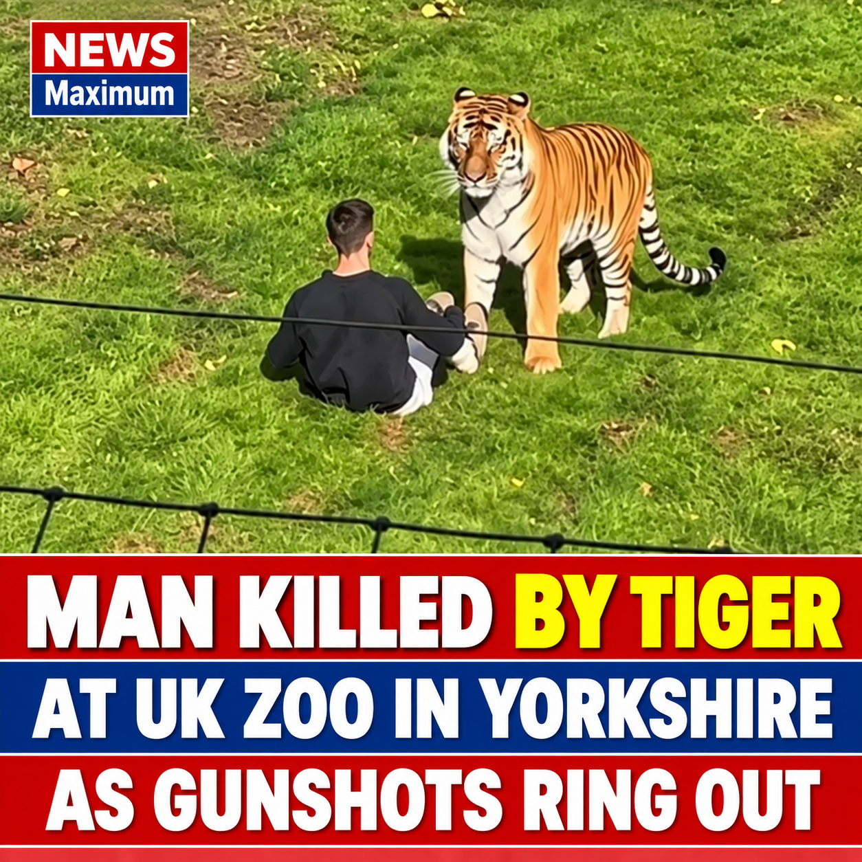 Man Killed by Tiger at UK Zoo in Yorkshire as Gunshots Ring Out